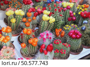 Big mix of beautiful vivid bloomy cactuses . Стоковое фото, агентство Ingram Publishing / Фотобанк Лори