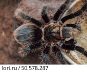 Spider Brachypelma albopilosum - black hair. Black curly hair tarantula. Стоковое фото, агентство Ingram Publishing / Фотобанк Лори