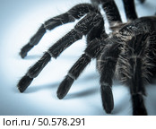 Closeup of danger mexican spider (brachypelma albopilosum). Closeup of mexican spider -tarantula (brachypelma albopilosum) Стоковое фото, агентство Ingram Publishing / Фотобанк Лори
