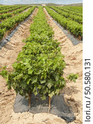 Young Vineyards in rows. Seedlings vines.Graft of the vines. Стоковое фото, агентство Ingram Publishing / Фотобанк Лори