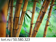 Bamboo forest background. Shallow DOF. Стоковое фото, агентство Ingram Publishing / Фотобанк Лори
