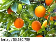 Orange trees in a citrus grove in Sicily. Стоковое фото, агентство Ingram Publishing / Фотобанк Лори