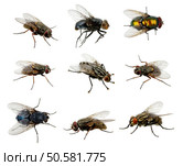 Set of insects fly on white. Стоковое фото, агентство Ingram Publishing / Фотобанк Лори