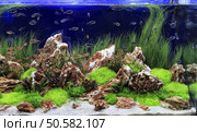 Planted Freshwater Aquarium. Стоковое фото, агентство Ingram Publishing / Фотобанк Лори