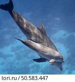 Two dolphins (baby and mother) swimming in water of the blue tropical ocean. Стоковое фото, агентство Ingram Publishing / Фотобанк Лори