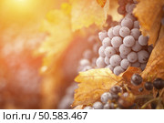 Lush, Ripe Wine Grapes with Mist Drops on the Vine Ready for Harvest. Стоковое фото, агентство Ingram Publishing / Фотобанк Лори