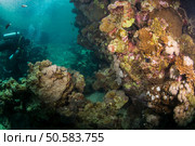 Tropical fish on background of a coral reef. Стоковое фото, агентство Ingram Publishing / Фотобанк Лори