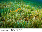 Sea horse in the Red Sea. Стоковое фото, агентство Ingram Publishing / Фотобанк Лори