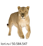 Lioness (8 years) - Panthera leo in front of a white background. Стоковое фото, агентство Ingram Publishing / Фотобанк Лори