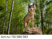 Grey Wolf (Canis lupus) Stands Atop Rock Looking Forward - captive animal. Стоковое фото, агентство Ingram Publishing / Фотобанк Лори