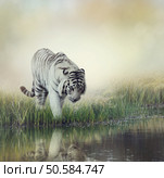 White Tiger Near A Pond. Стоковое фото, агентство Ingram Publishing / Фотобанк Лори