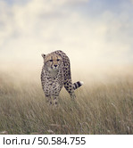Cheetah Walking in The Grassland. Стоковое фото, агентство Ingram Publishing / Фотобанк Лори