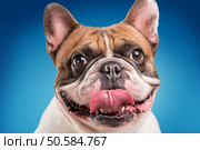 French bulldog isolated over blue background, retouched. Стоковое фото, агентство Ingram Publishing / Фотобанк Лори