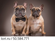 French bulldogs isolated over brown background, retouched. Стоковое фото, агентство Ingram Publishing / Фотобанк Лори