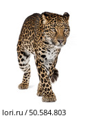 Leopard, Panthera pardus, walking against white background, studio shot. Стоковое фото, агентство Ingram Publishing / Фотобанк Лори