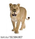 Lioness (8 years) - Panthera leo in front of a white background. Стоковое фото, агентство Ingram Publishing / Фотобанк Лори