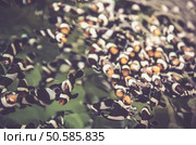 Clownfish, Anemonefish background. Стоковое фото, агентство Ingram Publishing / Фотобанк Лори
