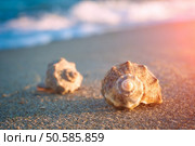 Shells on the sea beach. Стоковое фото, агентство Ingram Publishing / Фотобанк Лори
