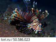 fish lionfish underwater portrait. Стоковое фото, агентство Ingram Publishing / Фотобанк Лори