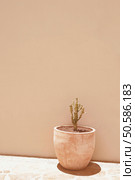 Cacti flowers in pots. Minimal floral botanical aesthetic wallpaper. Beige colours trends. Стоковое фото, агентство Ingram Publishing / Фотобанк Лори