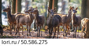 red deers in a forest. Стоковое фото, агентство Ingram Publishing / Фотобанк Лори