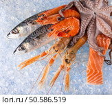 Fresh seafood on crushed ice, close-up.. Fresh seafood on crushed ice. Стоковое фото, агентство Ingram Publishing / Фотобанк Лори