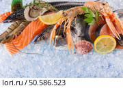 Fresh seafood on crushed ice, close-up.. Fresh seafood on crushed ice. Стоковое фото, агентство Ingram Publishing / Фотобанк Лори