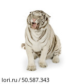 White Tiger (3 years) in front of a white background. Стоковое фото, агентство Ingram Publishing / Фотобанк Лори