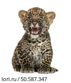 Spotted Leopard cub sitting and roaring- Panthera pardus, 7 weeks old, isolated on white. Стоковое фото, агентство Ingram Publishing / Фотобанк Лори