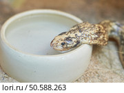 detail of a cape cobra ina museum in Genova. Стоковое фото, агентство Ingram Publishing / Фотобанк Лори