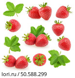 Fresh ripe red strawberry. Bush grow in the garden. Стоковое фото, агентство Ingram Publishing / Фотобанк Лори