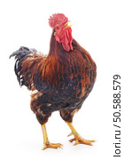 Red cock isolated on a white background. Стоковое фото, агентство Ingram Publishing / Фотобанк Лори