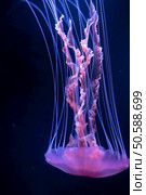 Mostly blurred jellyfish on dark blue background. Selective focus. Mostly blurred jellyfish on dark blue background. Стоковое фото, агентство Ingram Publishing / Фотобанк Лори