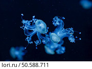 underwater shot of a beautiful Australian Spotted Jellyfish close up. underwater shot of a beautiful Australian Spotted Jellyfish. Стоковое фото, агентство Ingram Publishing / Фотобанк Лори