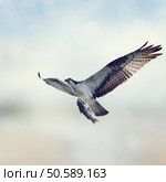 Osprey with Fish in Flight. Стоковое фото, агентство Ingram Publishing / Фотобанк Лори