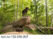 Black Wolf (Canis lupus) Stands on Top of Den - pup beneath - captive animal. Стоковое фото, агентство Ingram Publishing / Фотобанк Лори