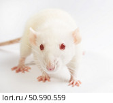 white laboratory rat isolated on white background. Стоковое фото, агентство Ingram Publishing / Фотобанк Лори