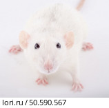 Closeup of a funny big-eared white rat (selective focus on the rat eyes) Стоковое фото, агентство Ingram Publishing / Фотобанк Лори