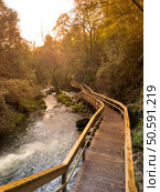 A winding wooden walkway follows a rushing river through a sun-dappled forest near Cascata do Outeiro. The golden light creates a warm and inviting atmosphere, highlighting the natural beauty of Oliveira de Azemeis. Стоковое фото, агентство Ingram Publishing / Фотобанк Лори