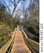 A long wooden staircase descends into a forest towards a body of water near Cascata do Outeiro. Bare trees frame the scene, creating a sense of anticipation and tranquility in Oliveira de Azemeis. Стоковое фото, агентство Ingram Publishing / Фотобанк Лори