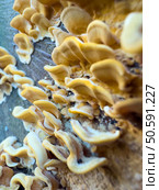 A cluster of vibrant yellow fungi thrives on a decaying surface, showcasing the intricate beauty of nature’s decomposition. Стоковое фото, агентство Ingram Publishing / Фотобанк Лори