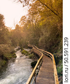 A winding wooden walkway follows a rushing river through a sun-dappled forest near Cascata do Outeiro. The golden light creates a warm and inviting atmosphere, highlighting the natural beauty of Oliveira de Azemeis. Стоковое фото, агентство Ingram Publishing / Фотобанк Лори