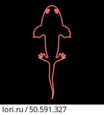 Neon axolotl ambystoma mexicanum overhead view red color vector illustration image flat style light. Neon axolotl ambystoma mexicanum overhead view red color vector illustration image flat style. Стоковая иллюстрация, агентство Ingram Publishing / Фотобанк Лори