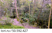 Sunlight filters through dense trees onto a rocky path beside a levada in Felgueiras, with lush green undergrowth and moss-covered stones. Стоковое фото, агентство Ingram Publishing / Фотобанк Лори