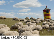 sheeps on the dike. Стоковое фото, агентство Ingram Publishing / Фотобанк Лори