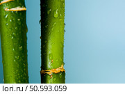 Close up of Lucky Bamboo. Стоковое фото, агентство Ingram Publishing / Фотобанк Лори