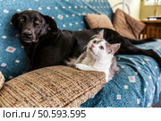 A new-to-the-household gray and white male kitten and an older long-time resident mostly Black Labrador Retriever mixed breed female dog are sharing the living room sofa together. The dog is looking at the camera while the cat is looking up at some invisible to humans distraction which is only apparent in a cat's world. Some motion blur on the dog. Стоковое фото, агентство Ingram Publishing / Фотобанк Лори