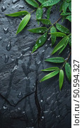 Bamboo Leaves Glistening With Water Droplets on a Stone Surface After Rainfall. Стоковое AI-видео, аниматор Юлия Гапеенко / Фотобанк Лори
