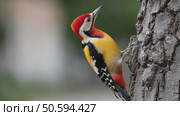 Sindh woodpecker exploring tree trunk in natural habitat. Стоковое AI-видео, аниматор Юрий Поздников / Фотобанк Лори