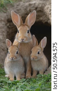 Adorable rabbit family posing near burrow. Стоковое AI-видео, аниматор Юрий Поздников / Фотобанк Лори
